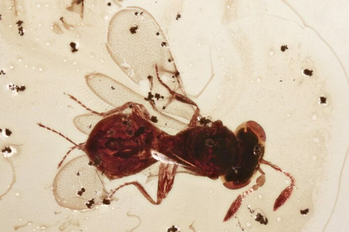 Fossil Parasitoid Wasp (Scelionidae) in Baltic Amber #352706